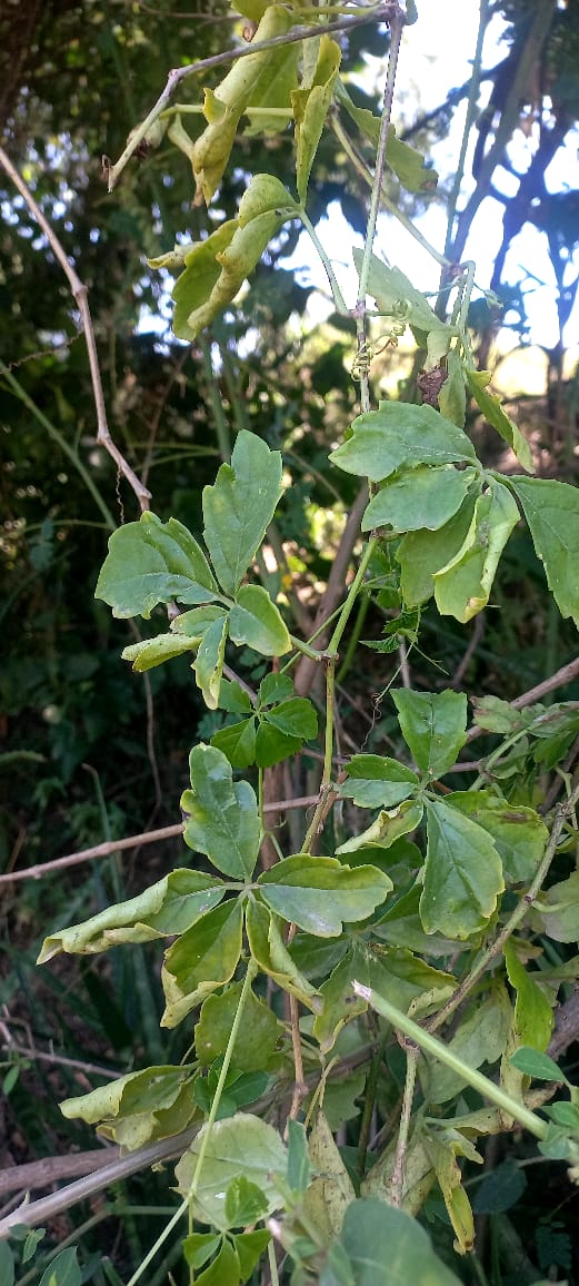 Cyphostemma duparquettii
