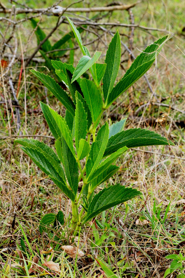 Cyphostemma junceum