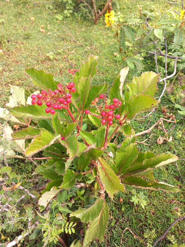 Cyphostemma kibweziense