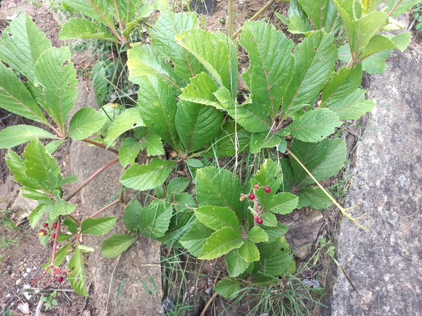 Cyphostemma kibweziense