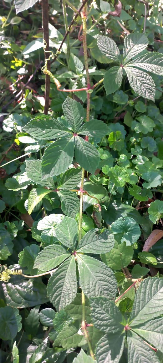 Cyphostemma pachyanthum