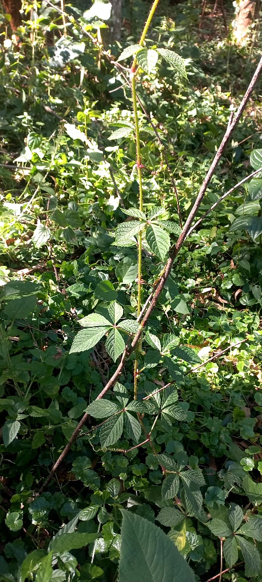 Cyphostemma pachyanthum
