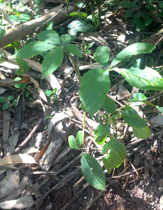 Cyphostemma pseudonjegerre