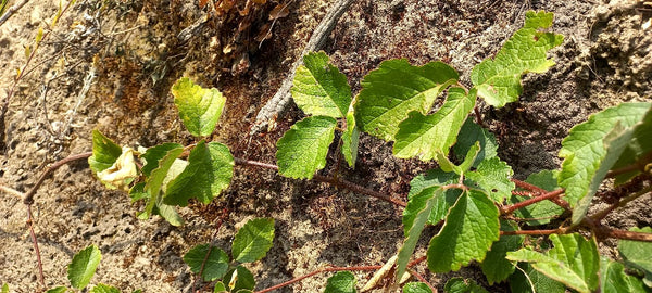 Cyphostemma thomasii