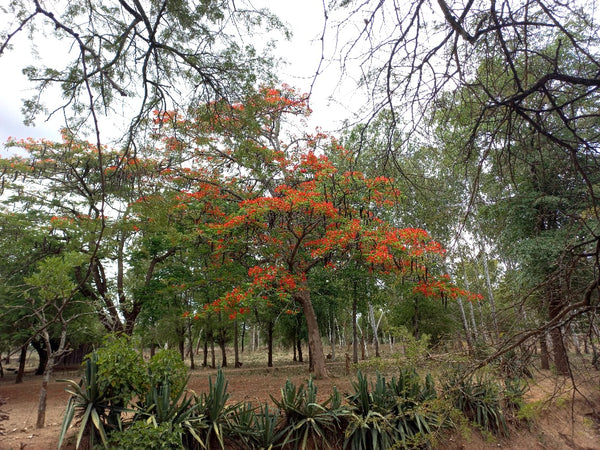 Delonix regia