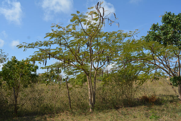 Delonix regia