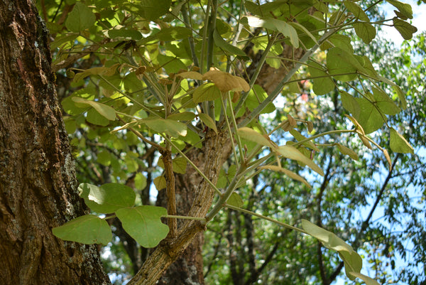 Erythrina abyssinica