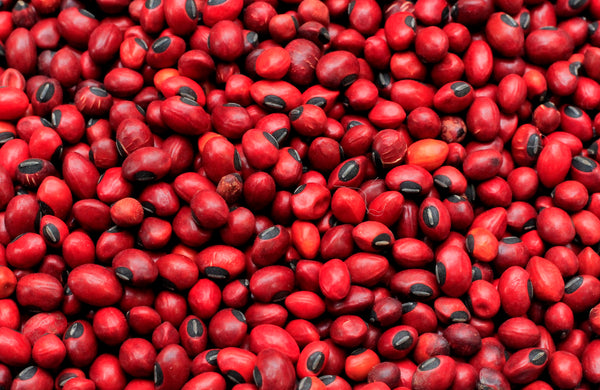 Erythrina abyssinica