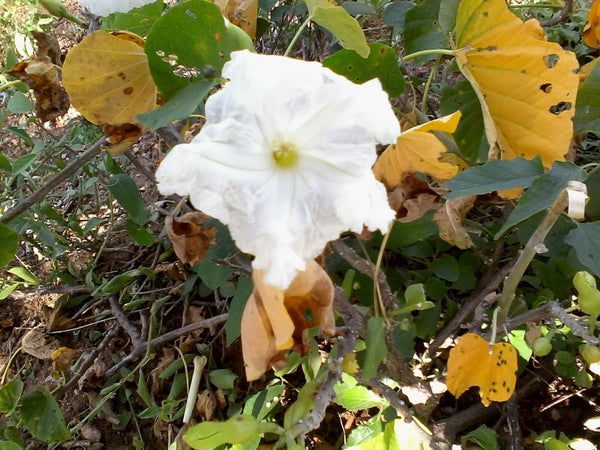Ipomoea longituba