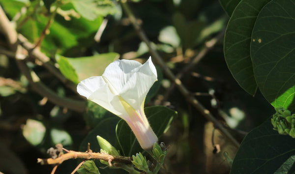 Ipomoea spathulata