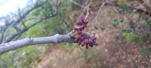 Lannea rivae