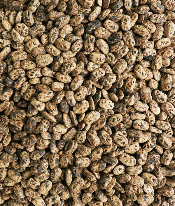 Lannea schweinfurthii