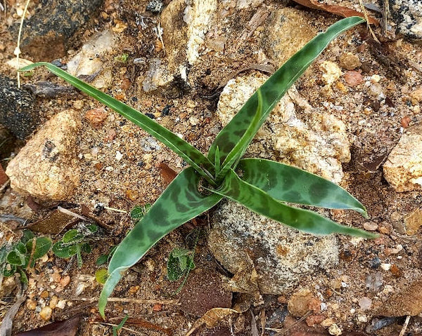 Ledebouria kirkii