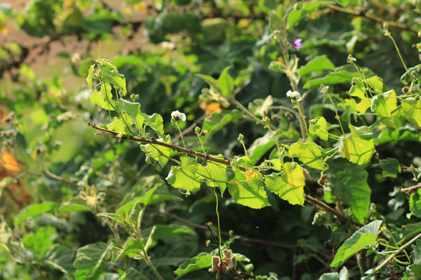 Momordica foetida