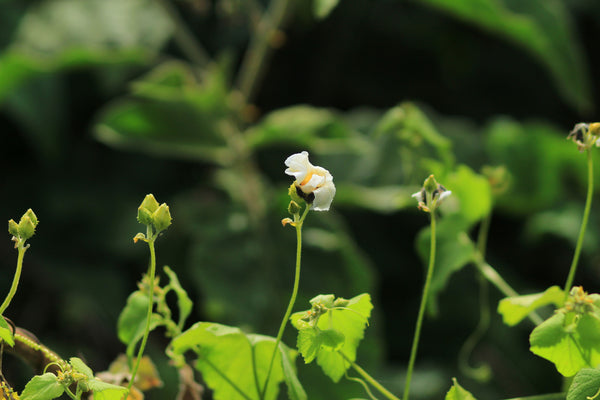 Momordica foetida
