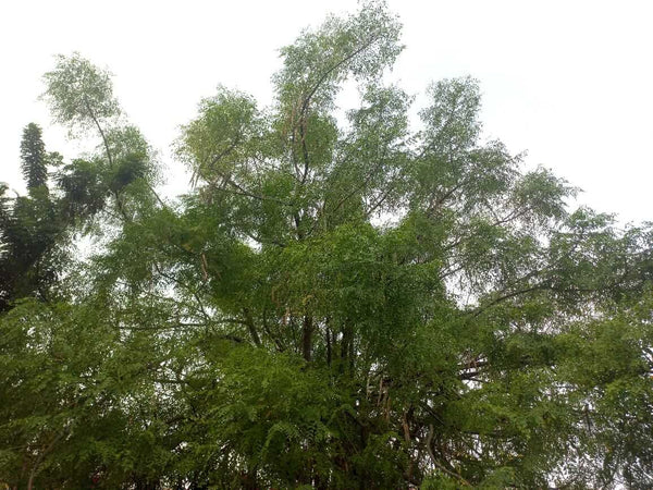 Moringa stenopetala