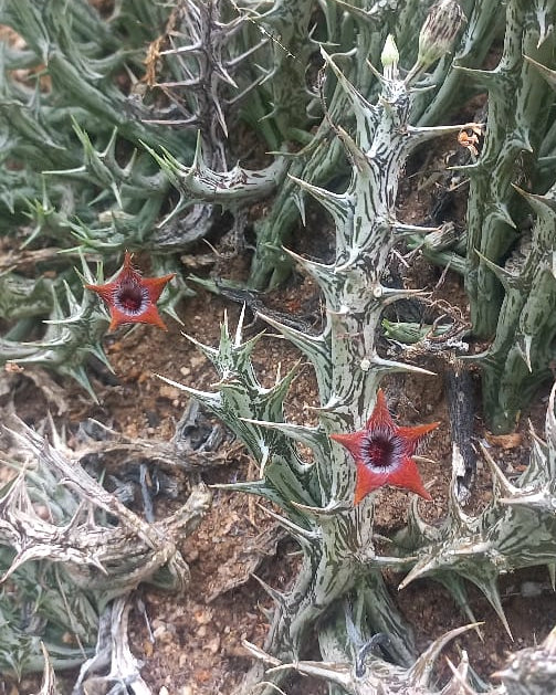 Orbea tubiformis