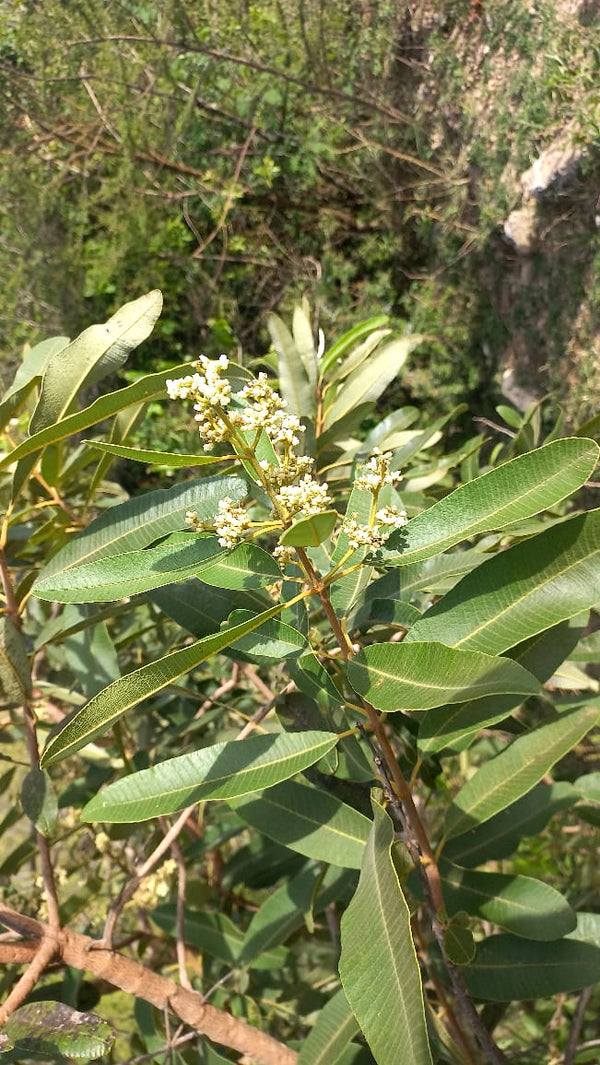 Ozoroa namaensis