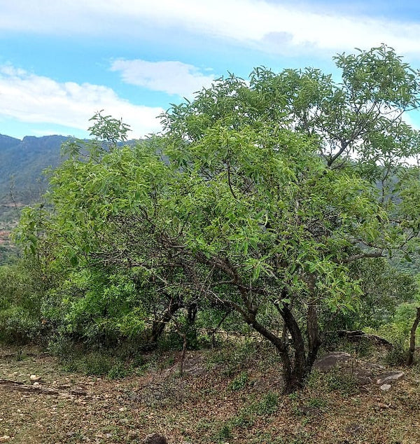 Ozoroa namaensis