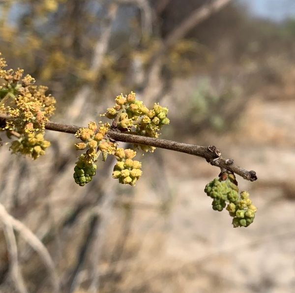 Commiphora angolensis