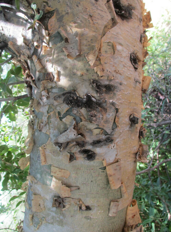 Commiphora angolensis