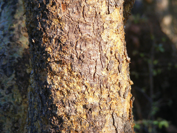 Commiphora schimperi