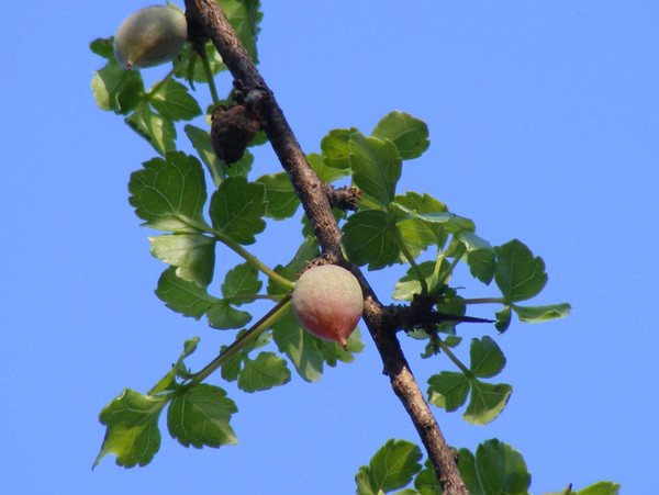 Commiphora schimperi