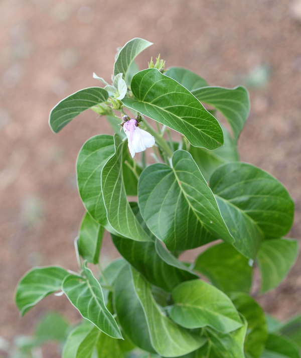 Ipomoea kituiensis