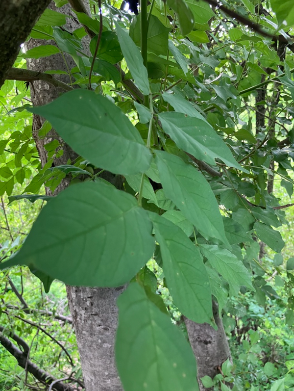Lannea schweinfurthii