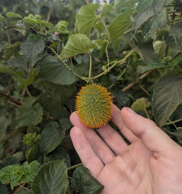 Momordica foetida