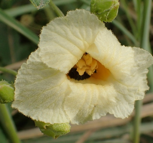 Momordica foetida