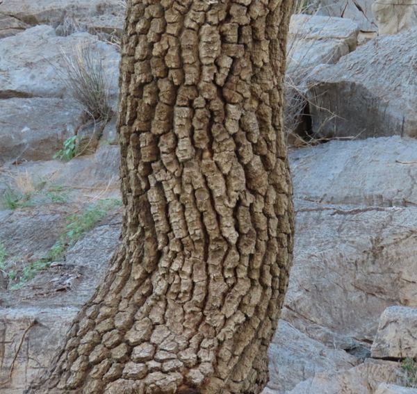 Ozoroa crassinervia