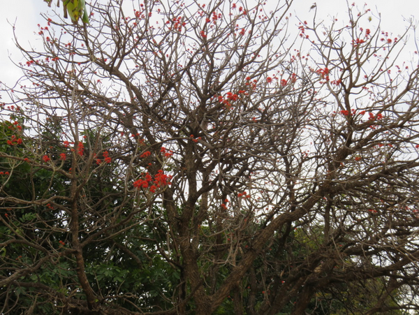 Erythrina abyssinica