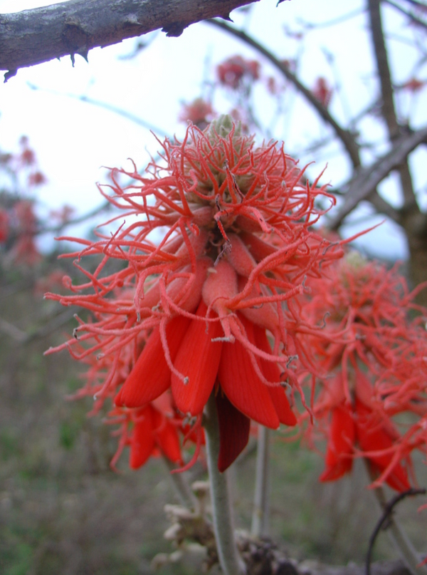Erythrina abyssinica