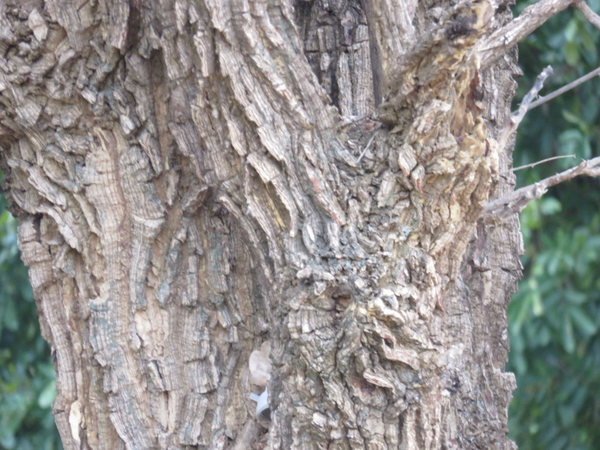Erythrina abyssinica
