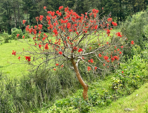 Erythrina abyssinica