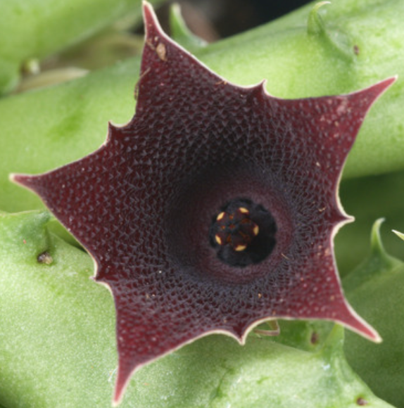 Huernia keniensis