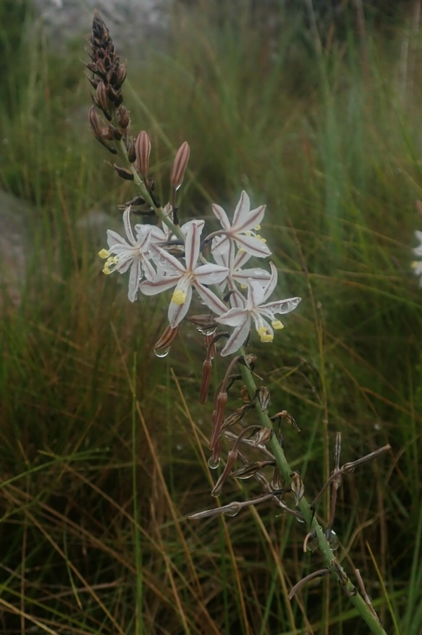 Trachyandra saltii