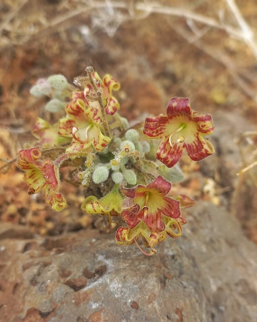 Sterculia africana