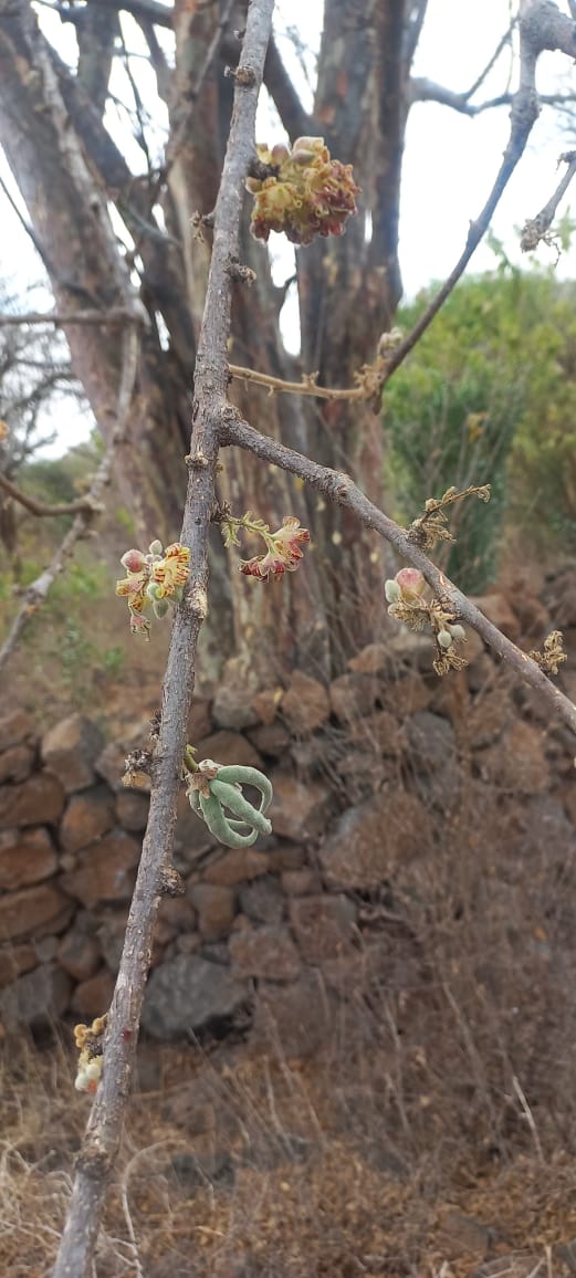 Sterculia africana