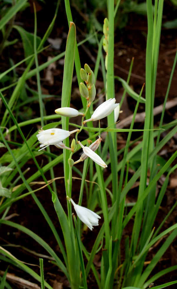 Trachyandra saltii