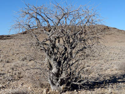 Commiphora dinteri