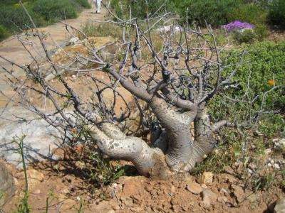 Commiphora gracilifrondosa