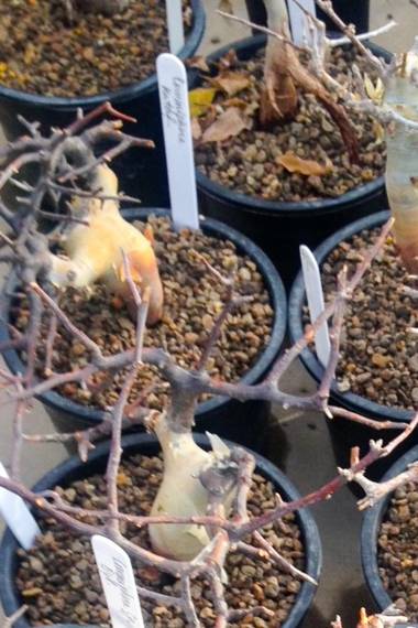 Commiphora kataf
