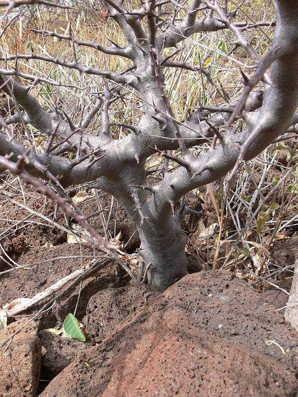 Commiphora rostrata