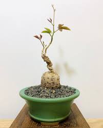 Cyphostemma sp. 'Ngare Mara'